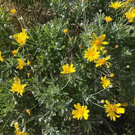 شقة Modern W Terrace 250m From & Pool أنتيب